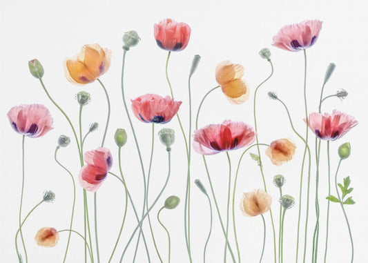 Papaver party | Canvas