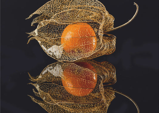 Physalis | Poster