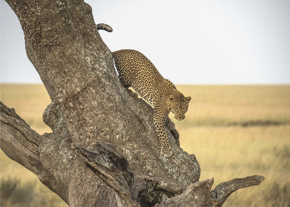 Leopard - Serengheti, Tanzania | Poster