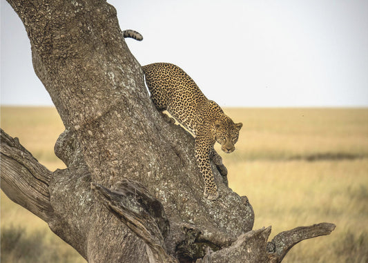 Leopard - Serengheti, Tanzania | Poster