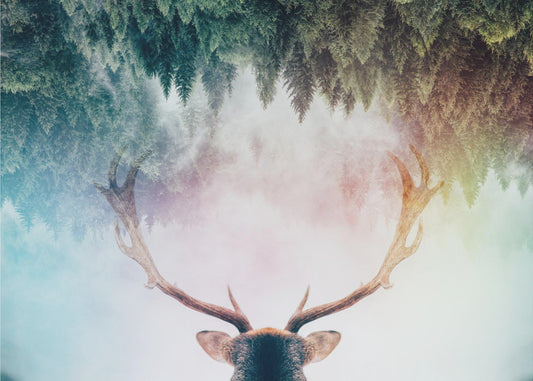 Antler | Canvas