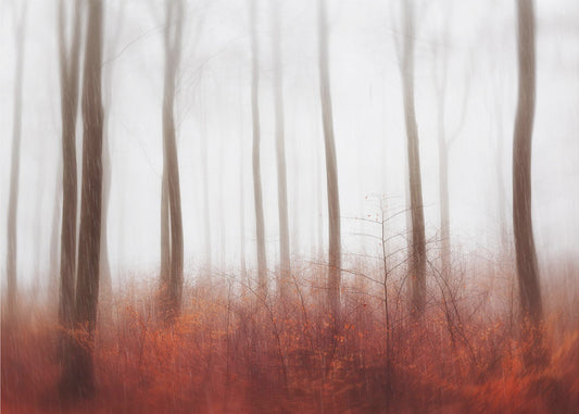 Endless Woods | Canvas