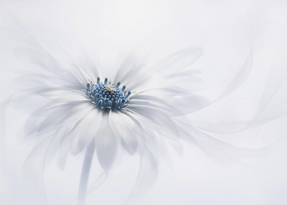 Serenity | Wallpaper