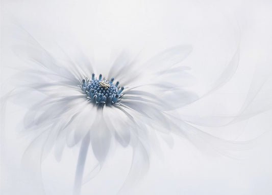 Serenity | Wallpaper