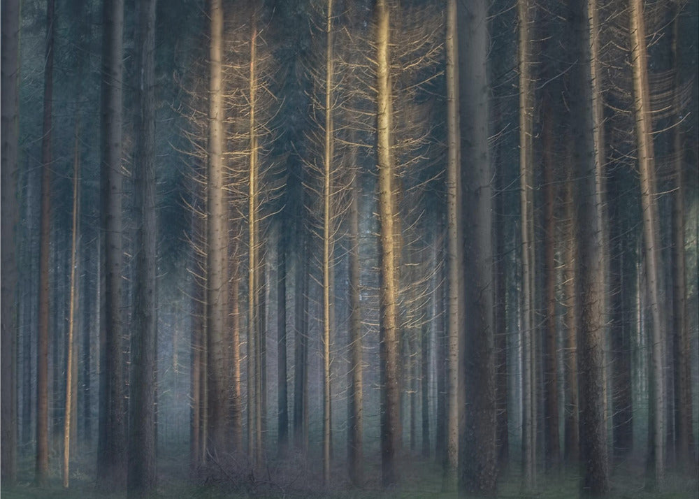 In the afternoon | Canvas