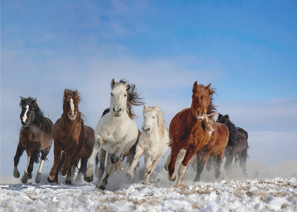 Mongolia Horses | Wallpaper