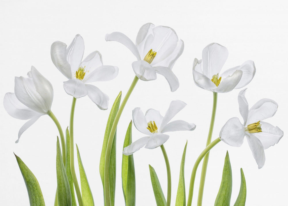 White Tulips | Wallpaper