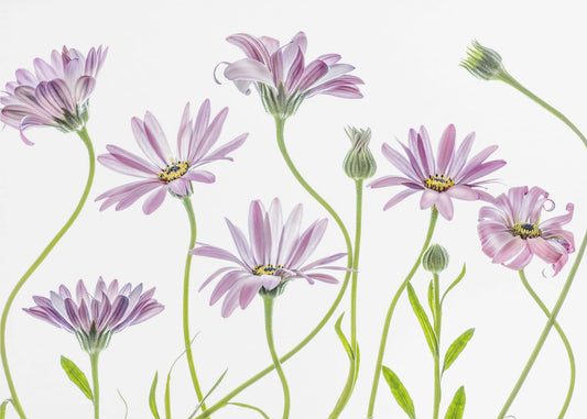 Cape Daisies | Poster