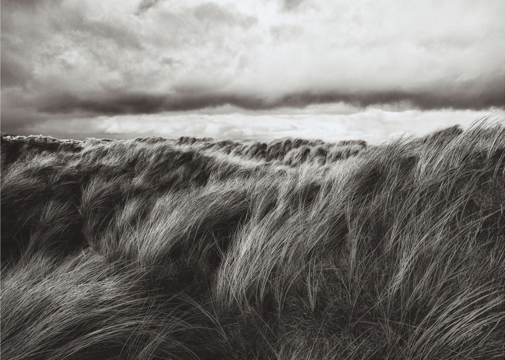 Dunes of grass | Wallpaper