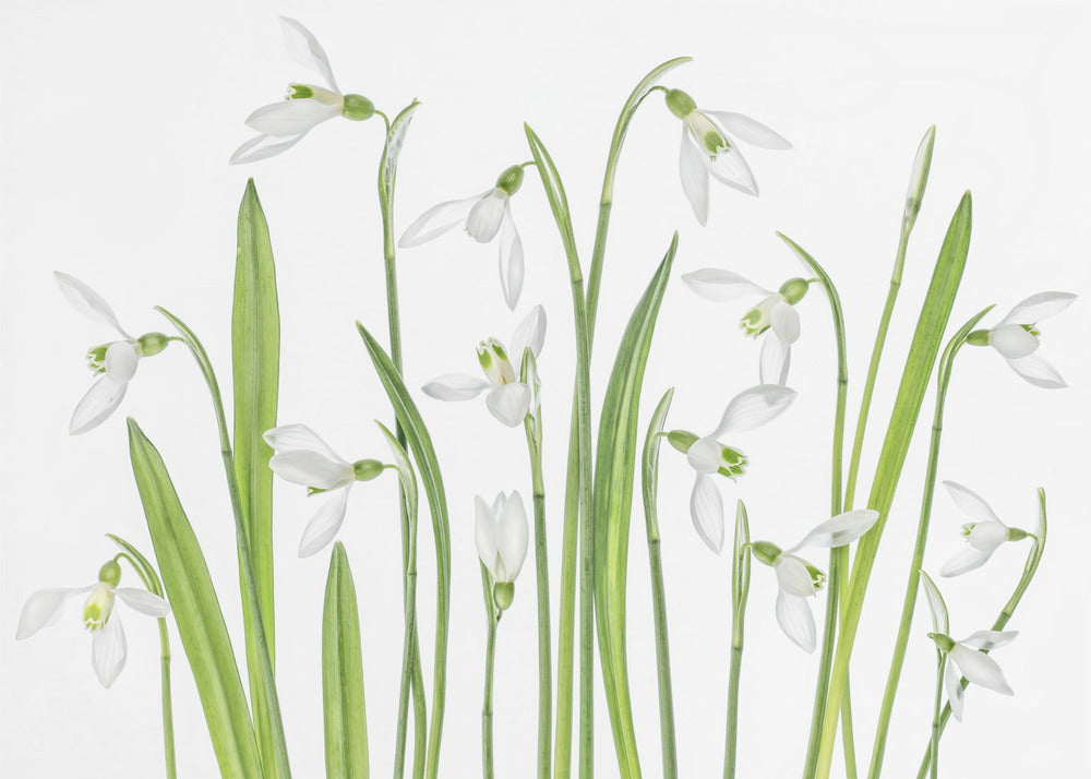 First Snowdrops | Poster