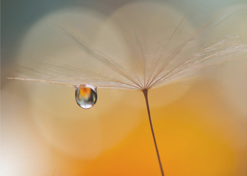 Little Night Music... | Wallpaper