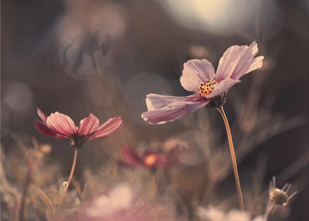 Flowers of innocence | Wallpaper