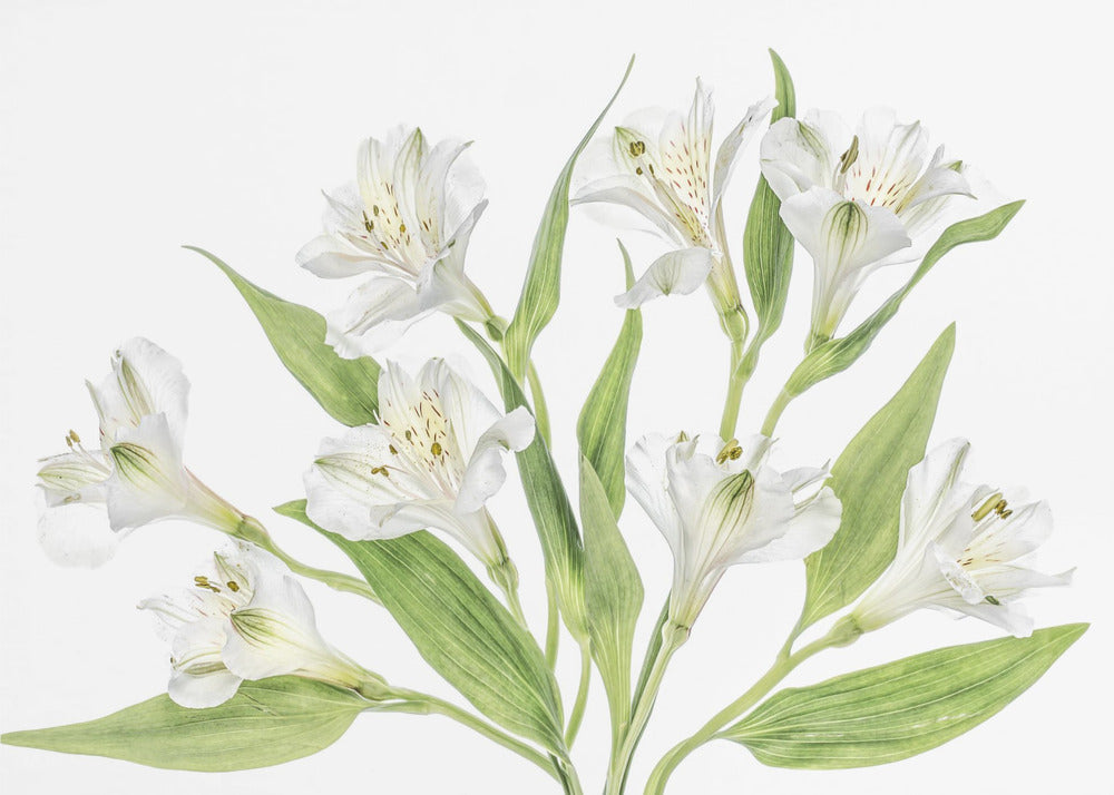 Alstroemeria | Poster