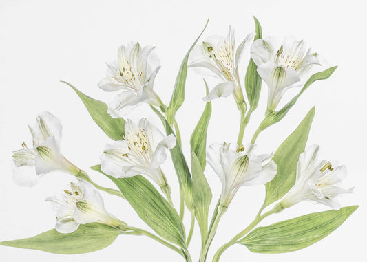 Alstroemeria | Poster