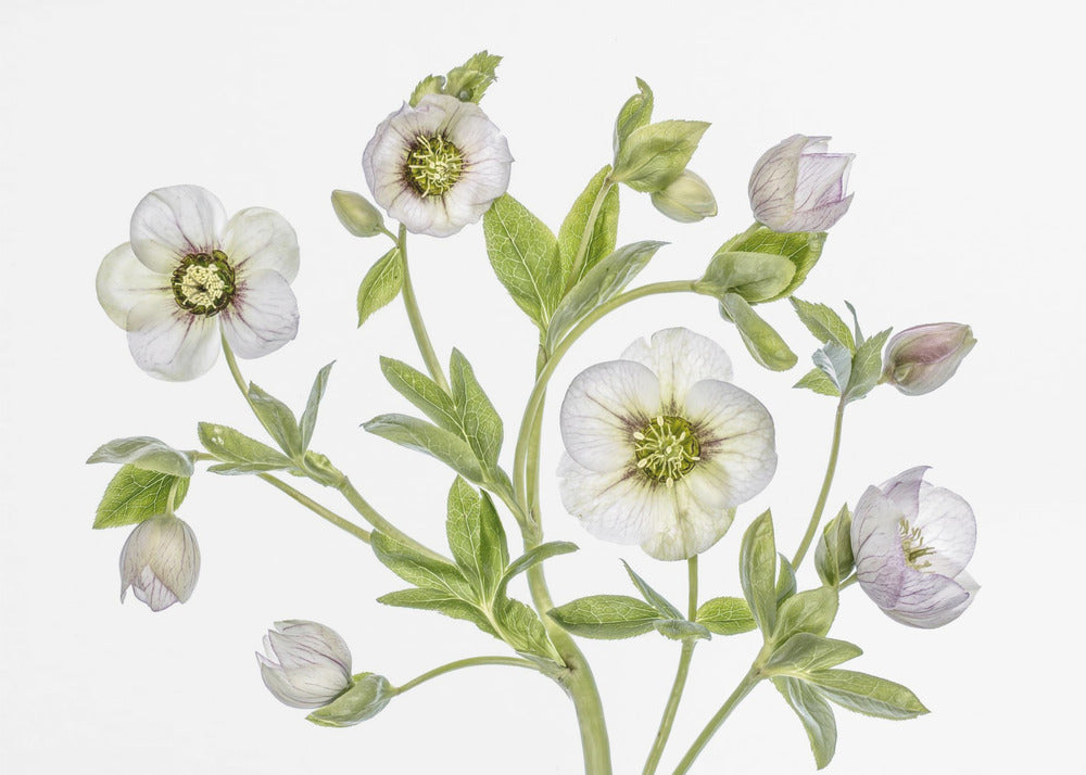 Hellebore | Canvas