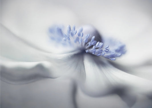 Anemone spirit | Poster