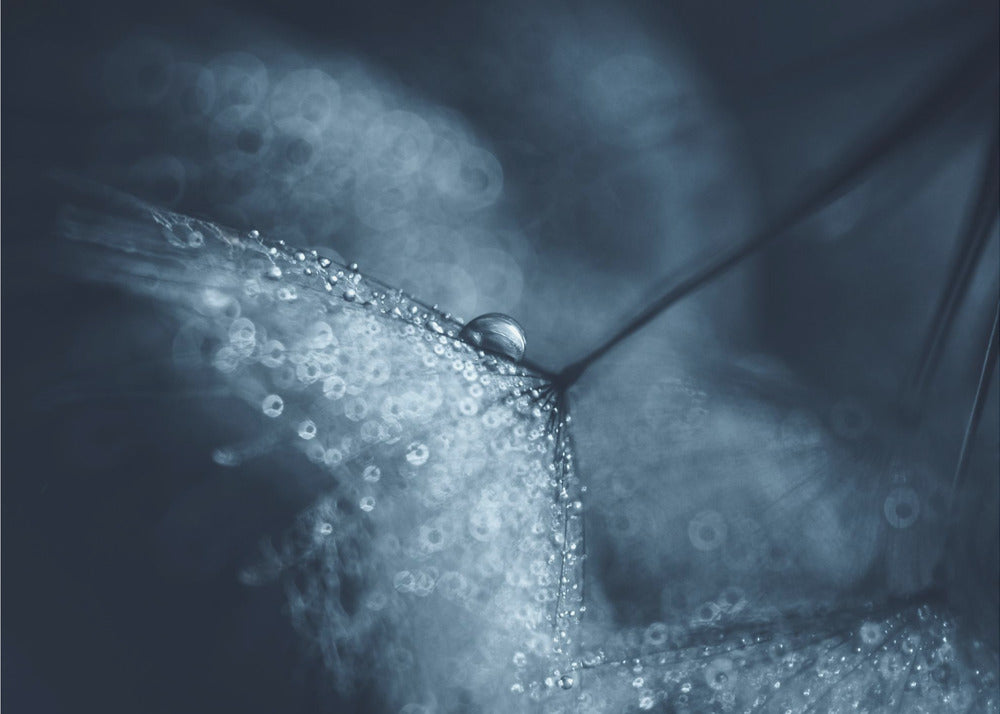 Blue dandelions | Poster