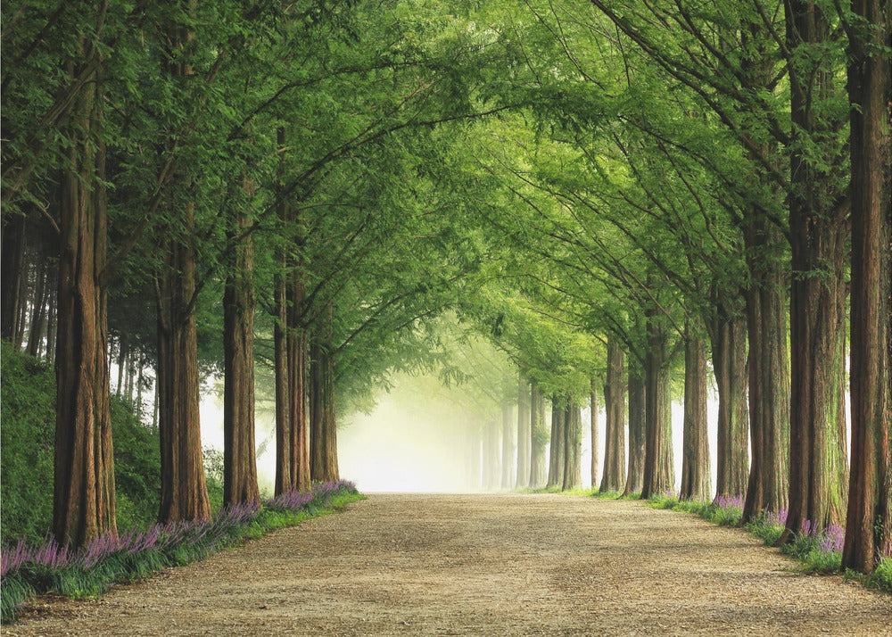 Metasequoia Road | Poster