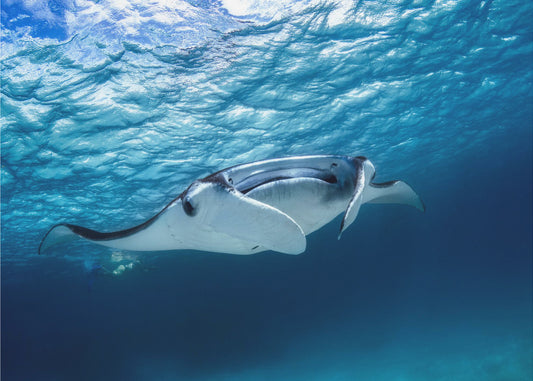 Manta ray | Poster