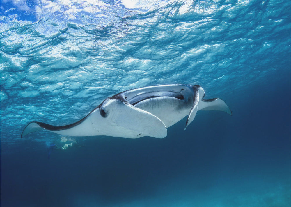 Manta ray | Wallpaper