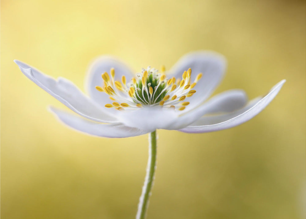 Wood Anemone | Poster