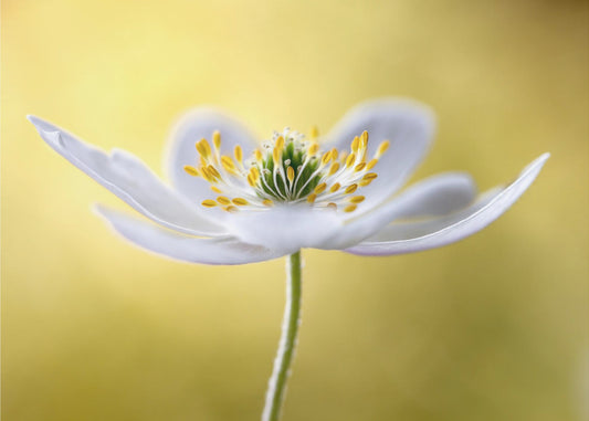 Wood Anemone | Canvas