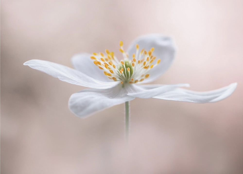 Anemone Nemorosa | Poster
