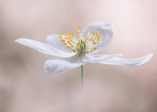 Anemone Nemorosa | Poster