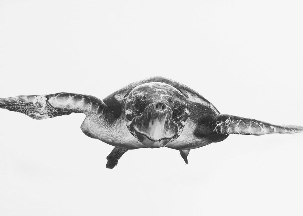 White and turtle | Poster