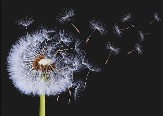 Dandelion Blowing | Poster