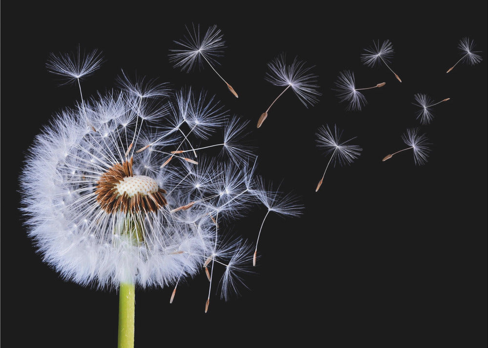 Dandelion Blowing | Canvas