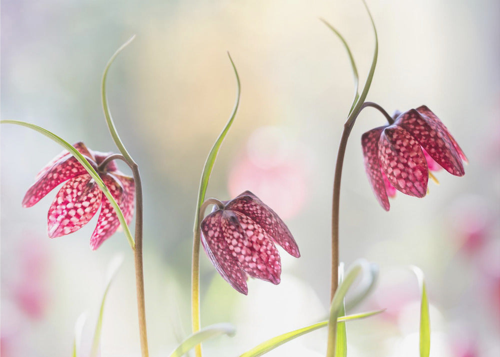 Snakes head Fritillary | Poster
