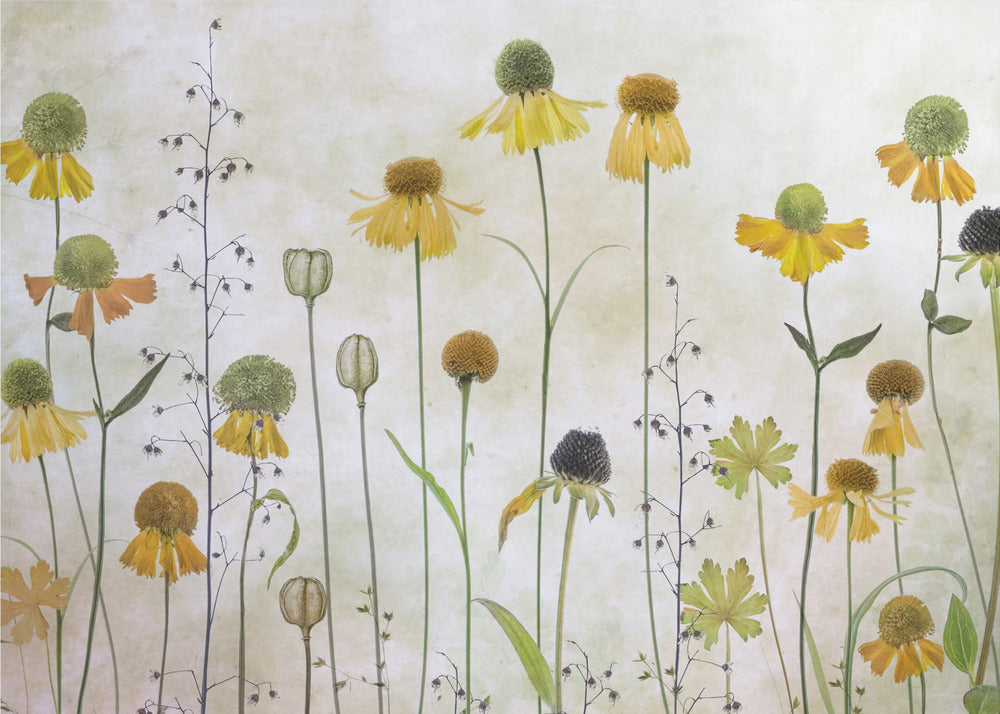 Helenium | Poster