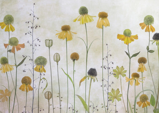 Helenium | Wallpaper