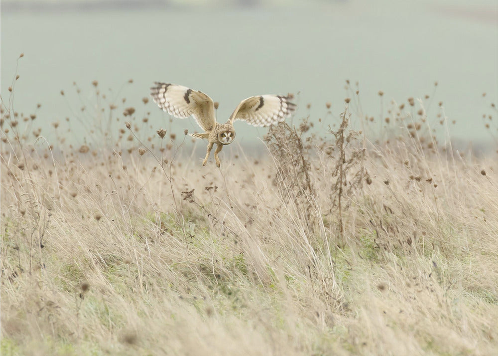 Hunting Short Eared Owl | Poster