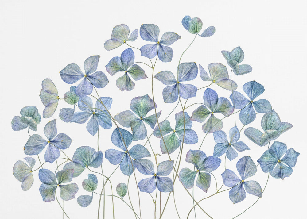 Hydrangea | Poster