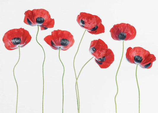 Ladybird Poppies | Poster