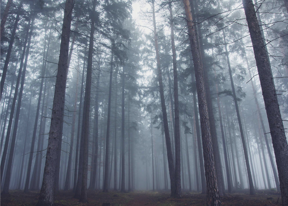 Mysterious foggy forest. | Canvas