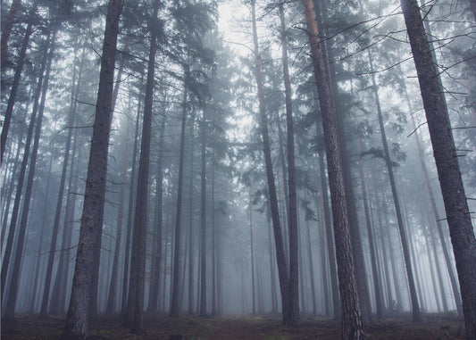 Mysterious foggy forest. | Canvas