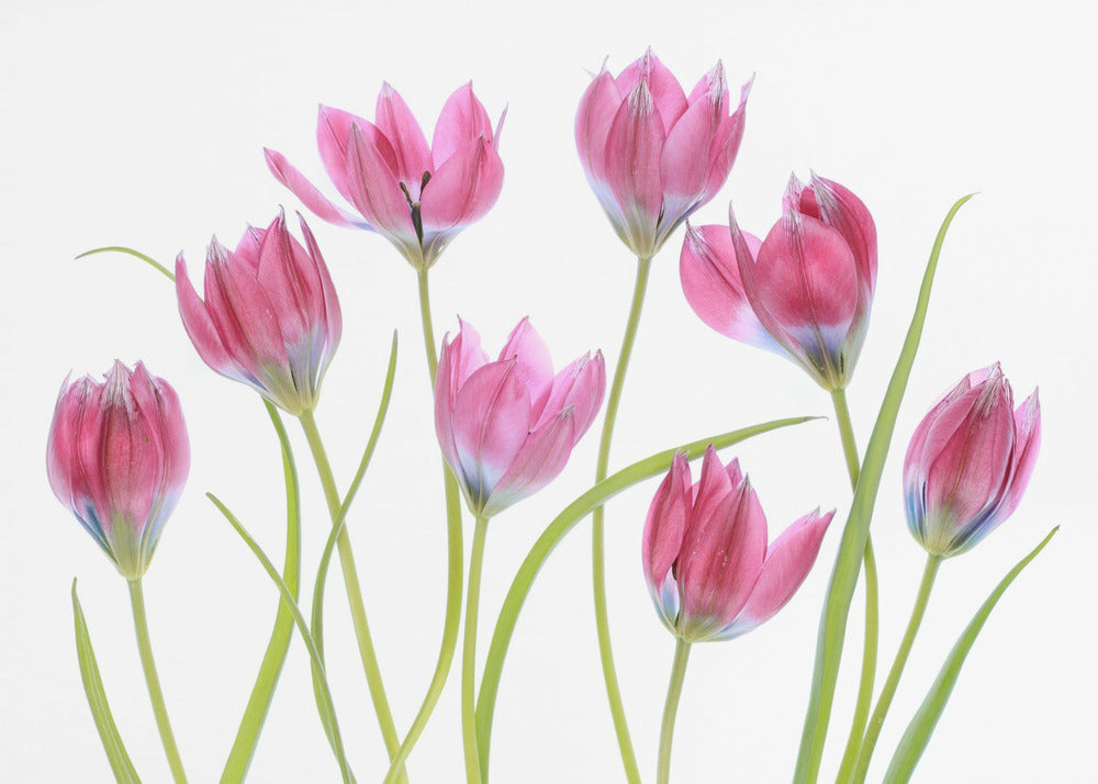 Tulip blush | Poster
