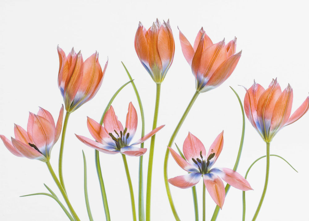 Apricot Tulips | Poster