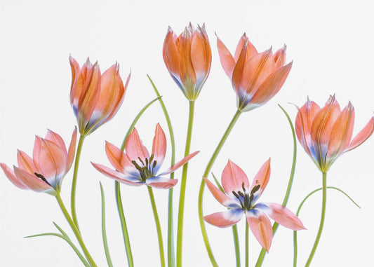 Apricot Tulips | Canvas