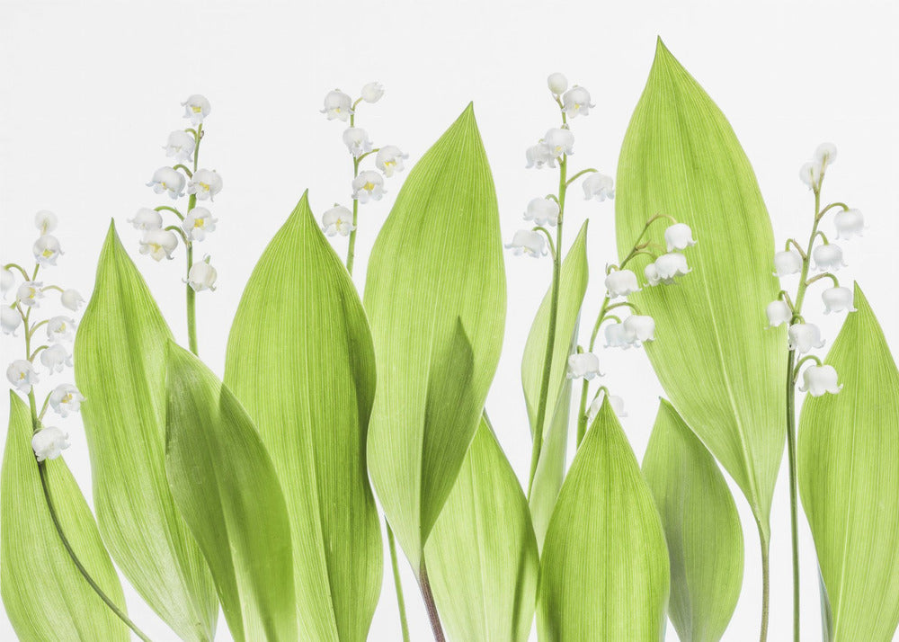 Lily of the valley | Canvas