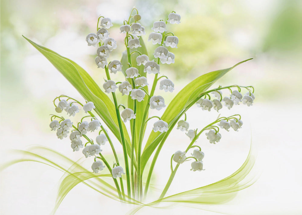 Lily of the valley | Wallpaper