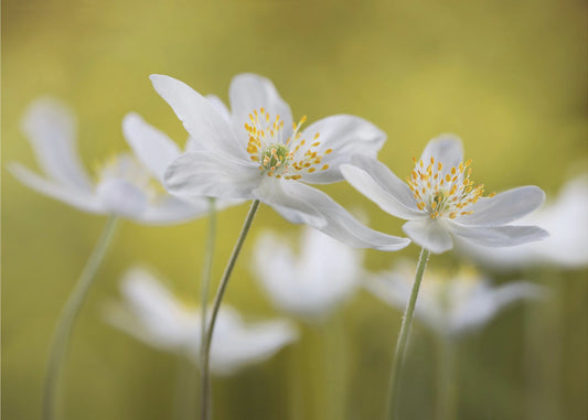 Wood Anemones | Canvas