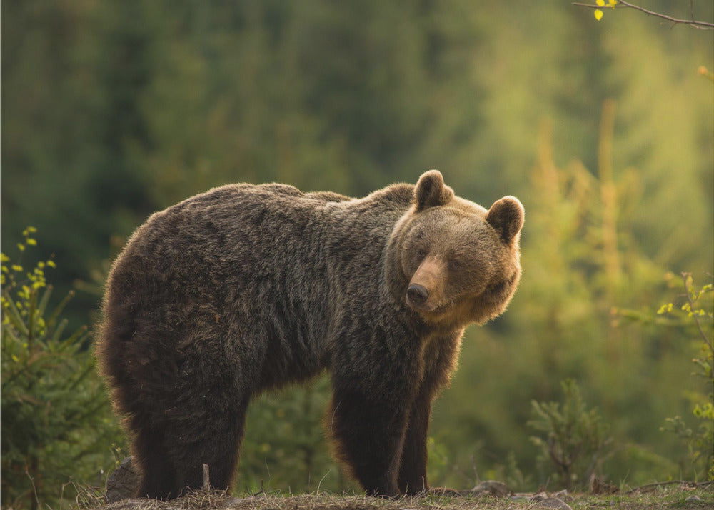 Backlit bear | Canvas
