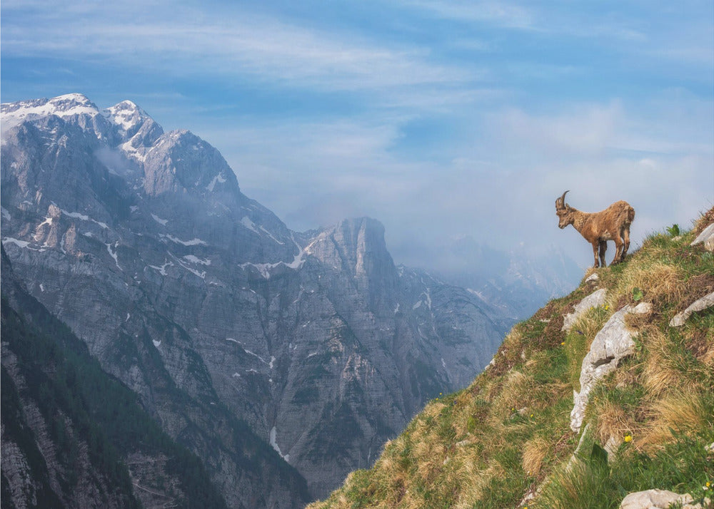 Alpine Ibex in the mountains | Poster