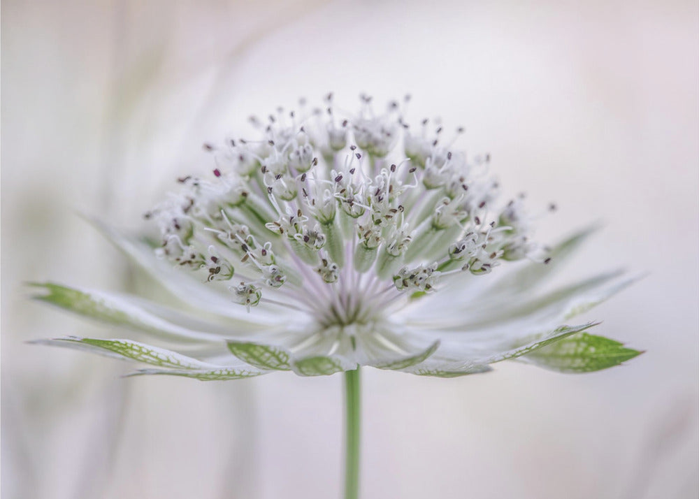 Astrantia | Poster