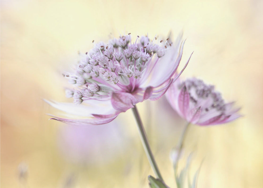 Pink Astrantia | Poster