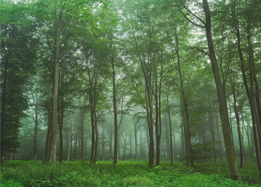 Forest View | Canvas